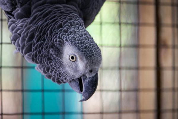 Uk traffic rules: a crucial shield for native wildlife against roadkill