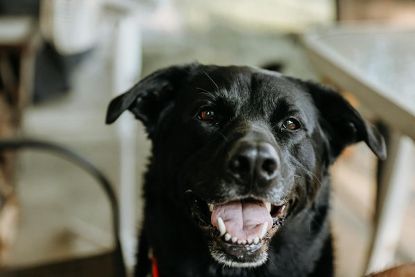 Designing the Ultimate Kitten Playground: Essential Tips for a Safe and Stimulating Environment