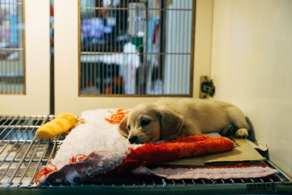 Top eye vets in Linlithgow for immediate pet treatment